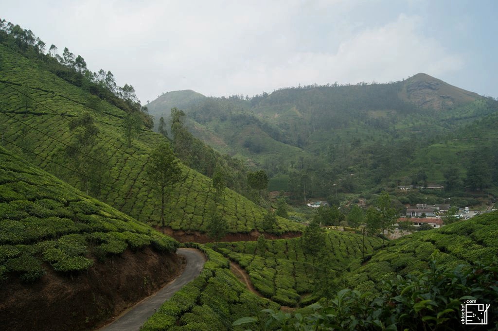 Tea plantations Munnar Kerala India